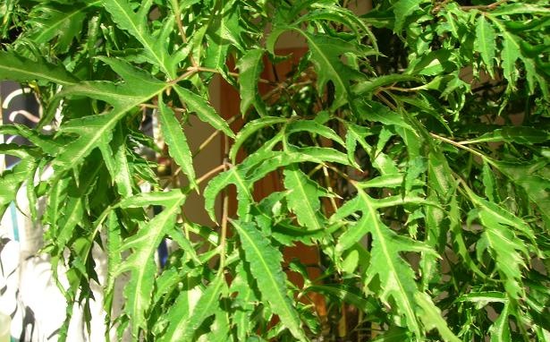 Công dụng cây đinh lăng với sức khỏe như thế nào
