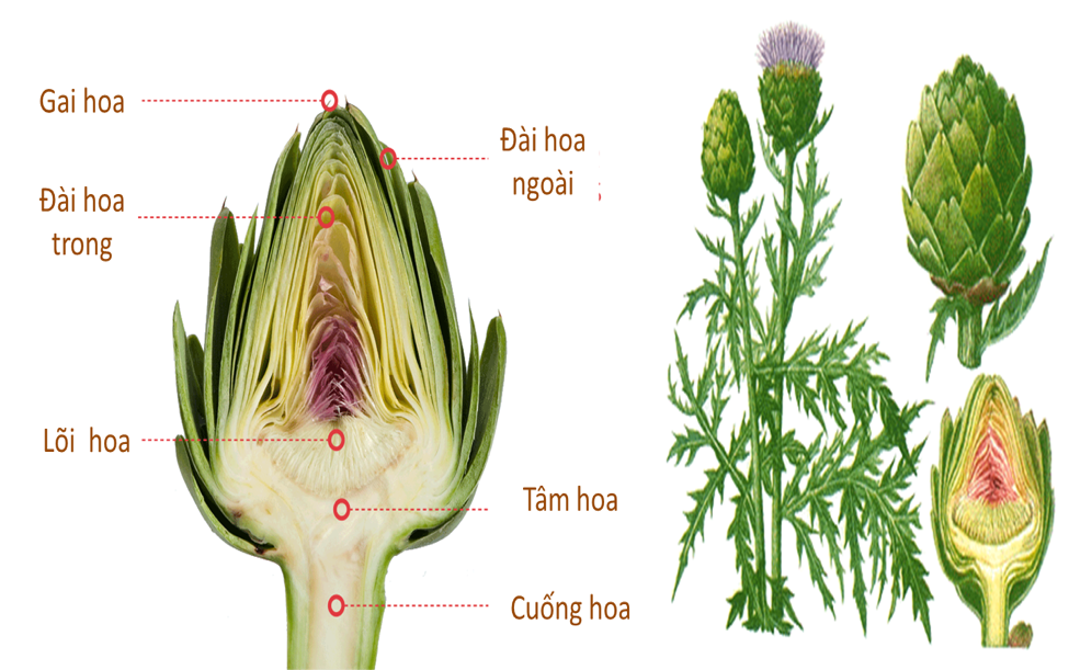 Công dụng của cây atiso với sức khỏe như thế nào