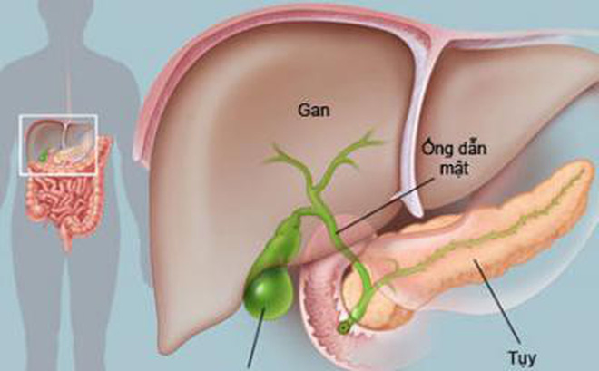 Công dụng của cây bồ công anh với sức khỏe con người như thế nào