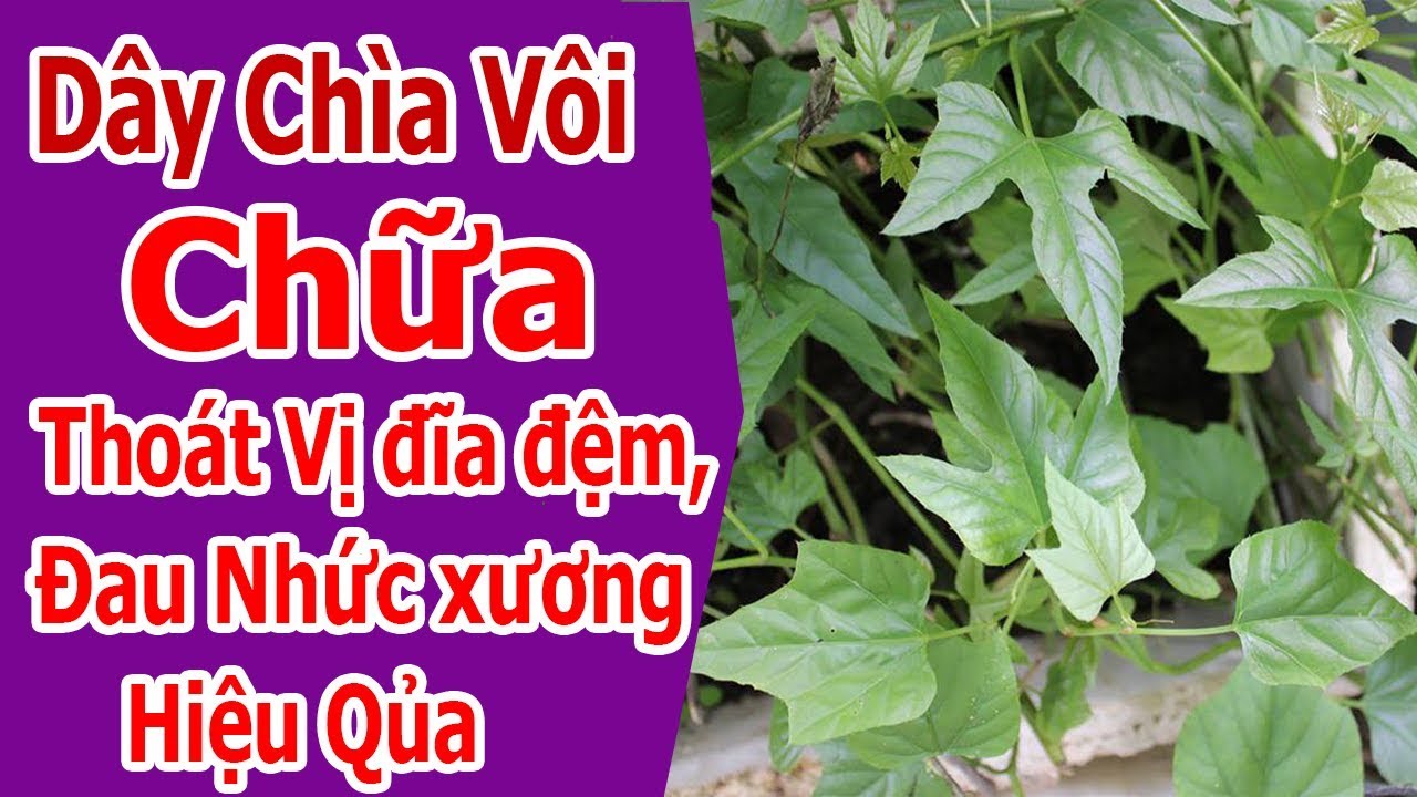 Công dụng của cây chìa vôi như thế nào