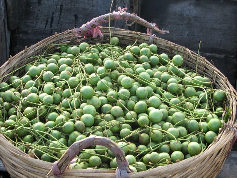 Cong Dụng Của Dau Da Xanh Với Sức Khỏe Con Người Như Thế Nao Cong Dụng Của Dau Da Xanh Với Sức Khỏe Con Người Như Thế Nao