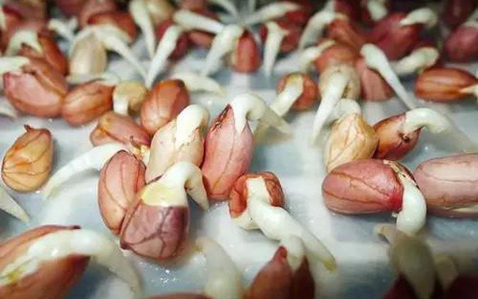 Công dụng của hạt lạc với sức khỏe con người như thế nào