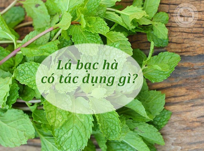 Công dụng của lá bạc hà với sức khỏe như thế nào