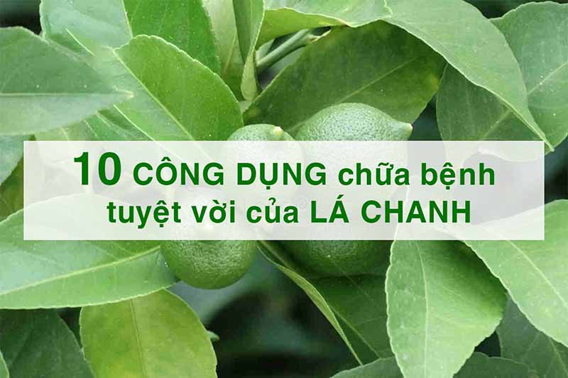 Công dụng của lá chanh với sức khỏe như thế nào
