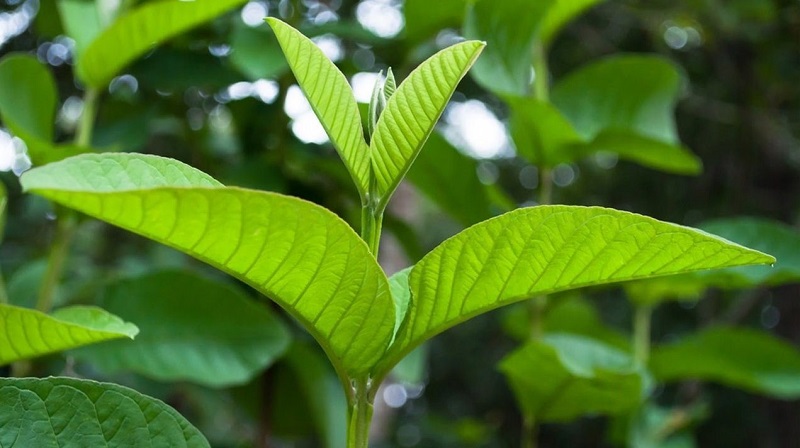 Công dụng của lá ổi với sức khỏe con người