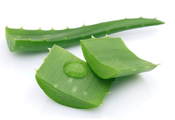 Công dụng của nha đam với sức khỏe như thế nào