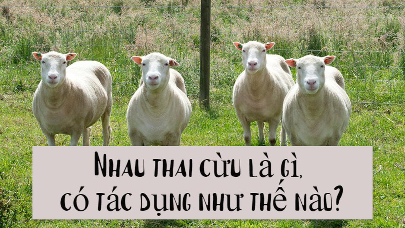 Công dụng của nhau thai cừu như thế nào