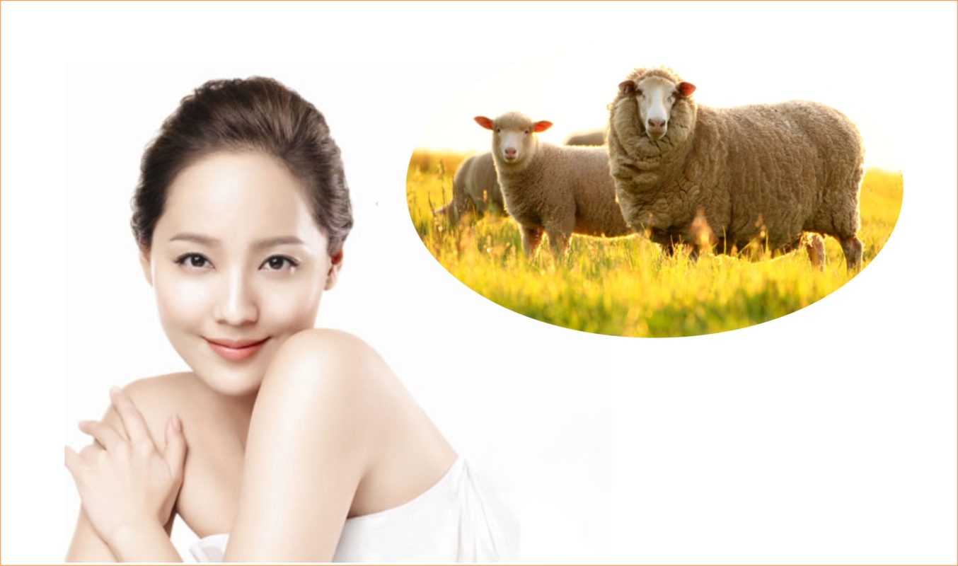 Công dụng của nhau thai cừu như thế nào