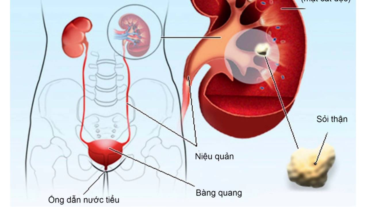 Công dụng của quả dừa với sức khỏe con người như thế nào