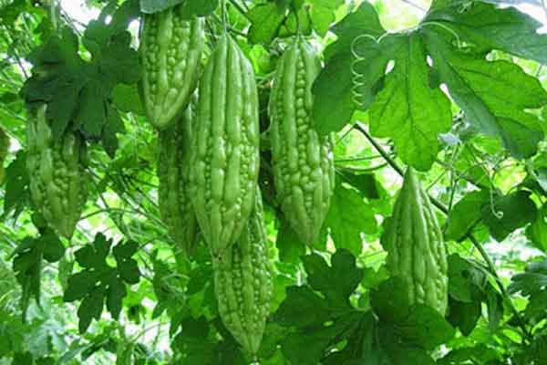 Cách trị gan nhiễm mỡ tại nhà như thế nào