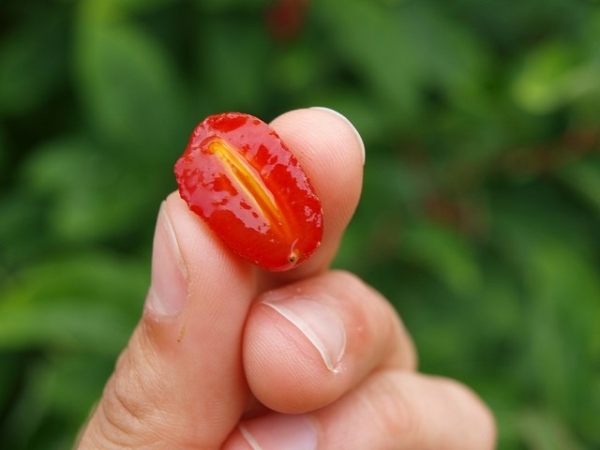 Công dụng của quả nhót với sức khỏe con người như thế nào