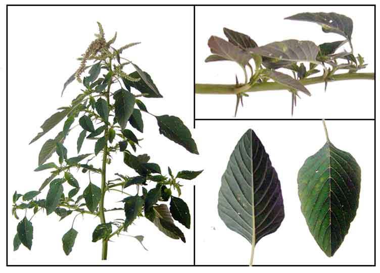 công dụng của rau dền gai với sức khỏe con người như thế nào