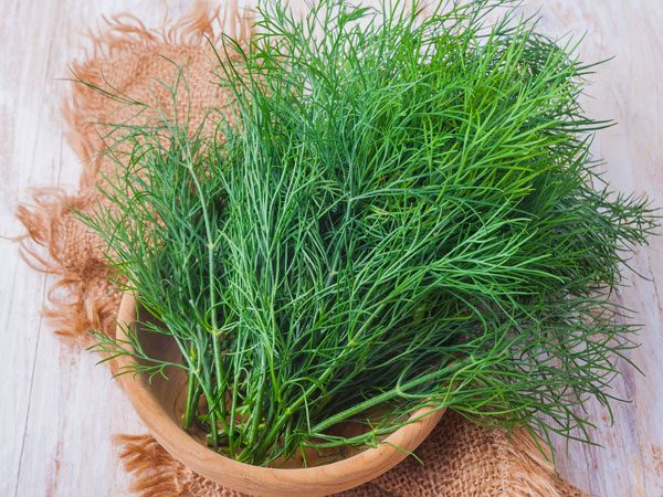 công dụng của rau thì là với sức khỏe con người như thế nào