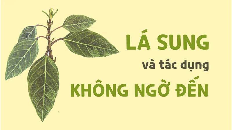 Công dụng lá sung với sức khỏe con người như thế nào