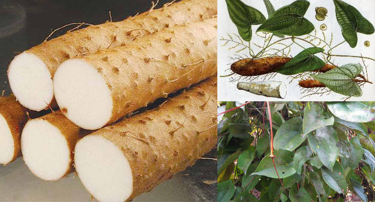 Củ mài có tác dụng gì với sức khỏe con người