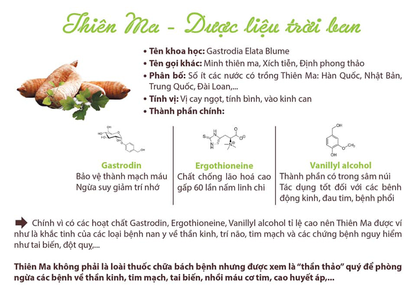 Củ thiên ma có tác dụng gì với sức khỏe con người