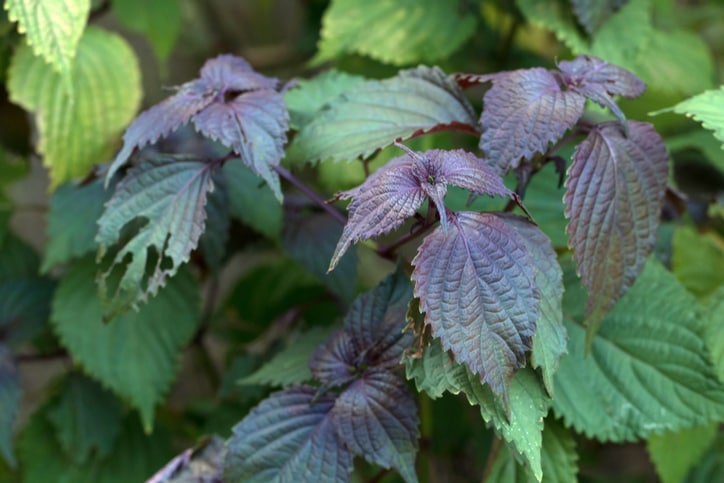 Đau dạ dày cấp uống thuốc gì 