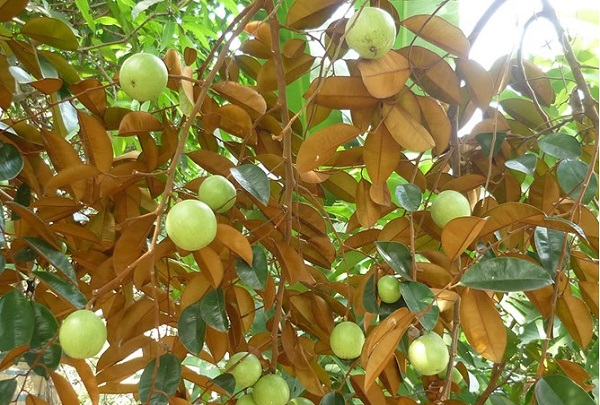 Đau dạ dày cấp uống thuốc gì 