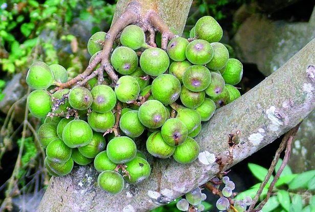 Đồ ăn tốt cho sinh lý nam giới an toàn hiệu quả 