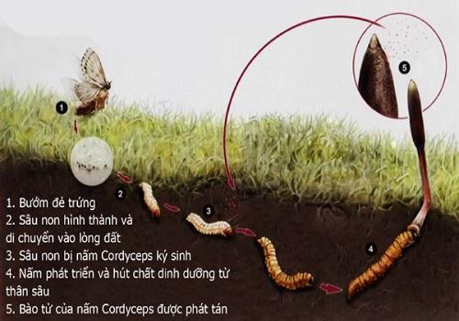 Đông trùng hạ thảo cordyceps 950