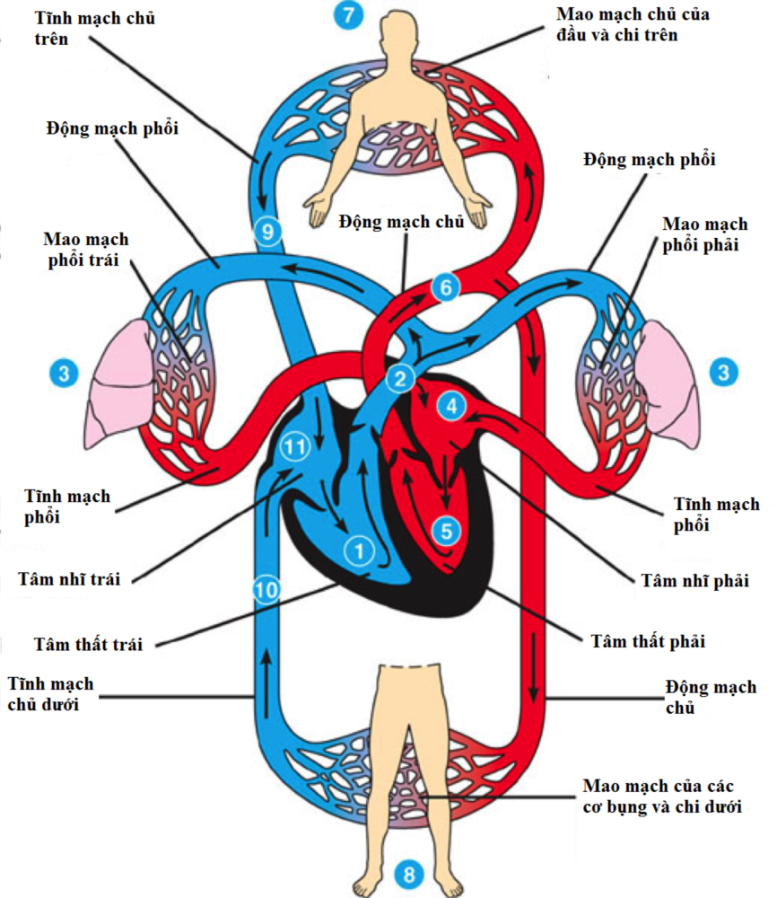 Thuốc đông trùng hạ thảo của Mỹ loại nào tốt