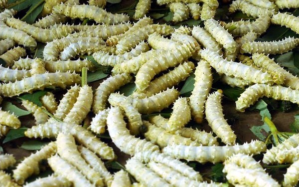 Dược liệu chống nhồi máu cơ tim an toàn nhất
