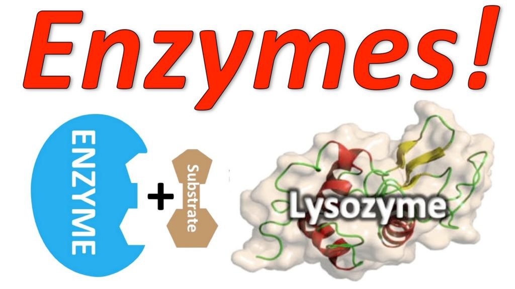 Enzyme rau củ có tác dụng gì với sức khỏe con người
