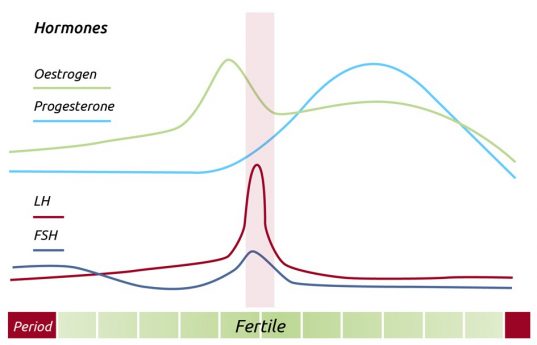 Estrogen và progesterone có ở đâu