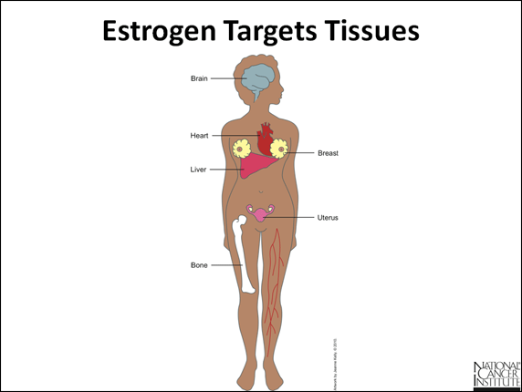 Estrogen và progesterone có ở đâu