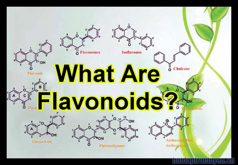 Flavonoid có tác dụng gì với sức khỏe con người