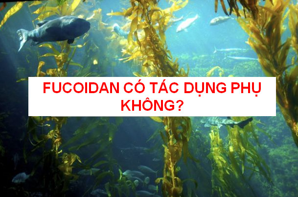 Fucoidan có tác dụng phụ không