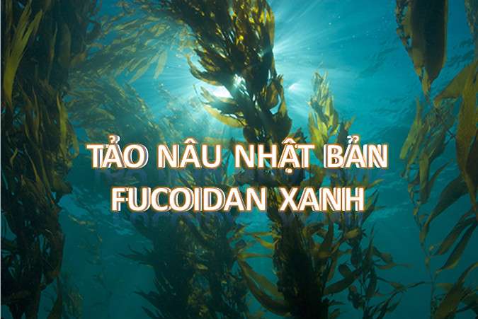 Fucoidan xanh có công dụng như thế nào