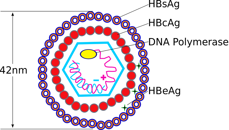 Giá trị của kháng nguyên liên quan đến lõi của virus viêm gan B