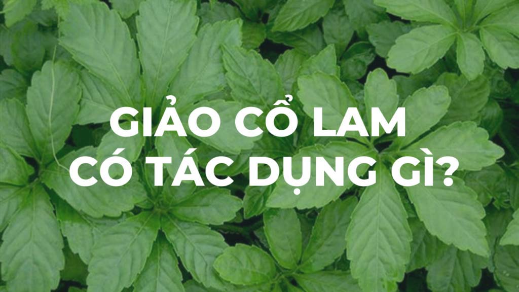 Giảo cổ lam có tác dụng gì