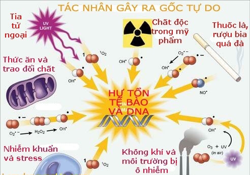 Gốc tự do là gì