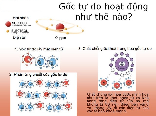 Gốc tự do là gì