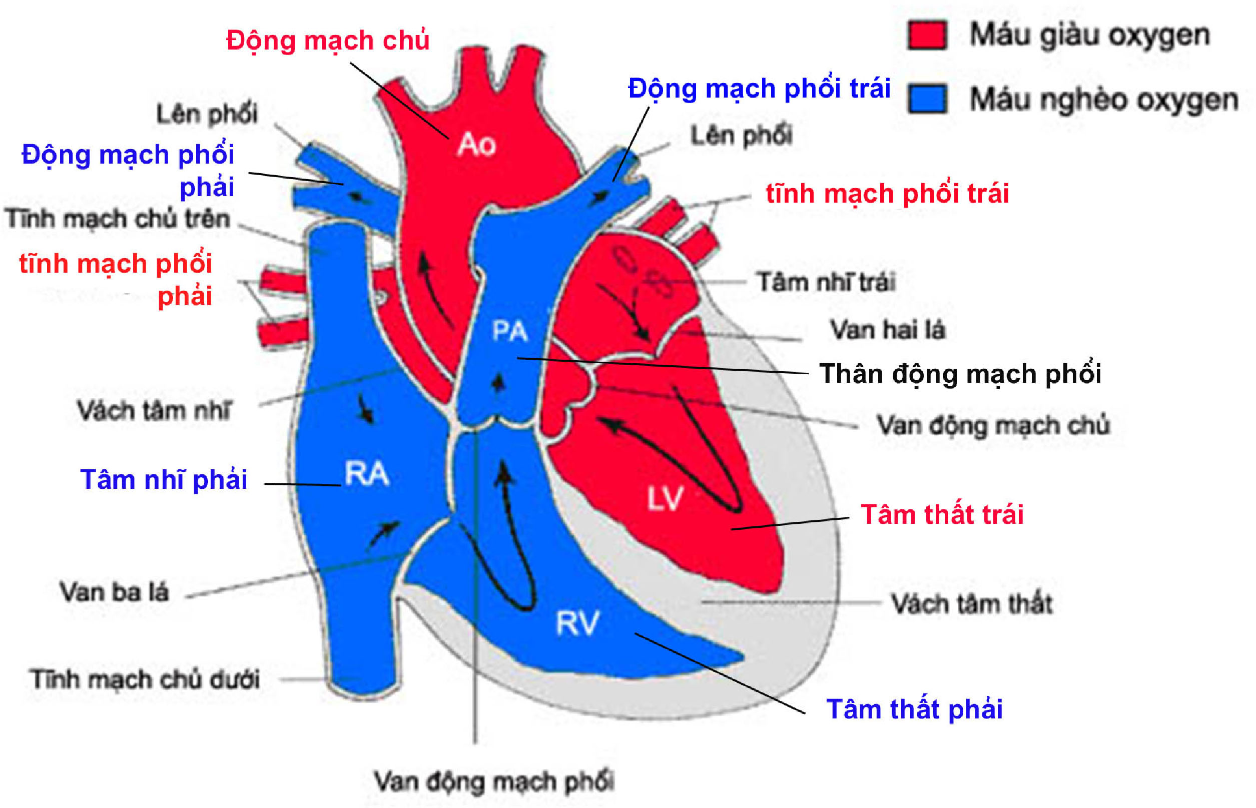 Hậu quả cuả nhồi máu cơ tim là gì và cách phòng bệnh ra sao