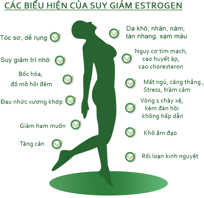 Hoocmon estrogen có tác dụng gì