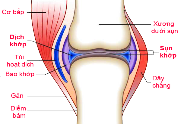 Khô khớp nên uống thuốc gì an toàn hiệu quả