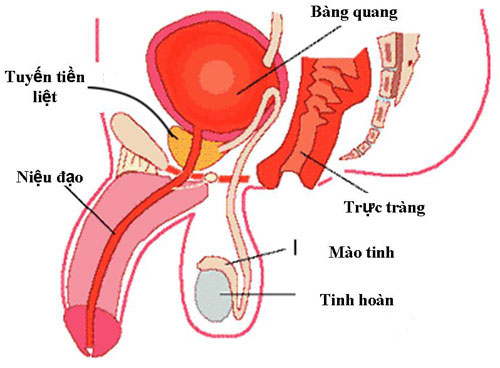 Kích thước của tuyến tiền liệt 