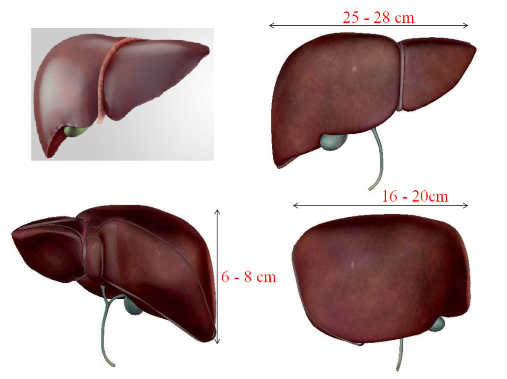 kích thước lá gan