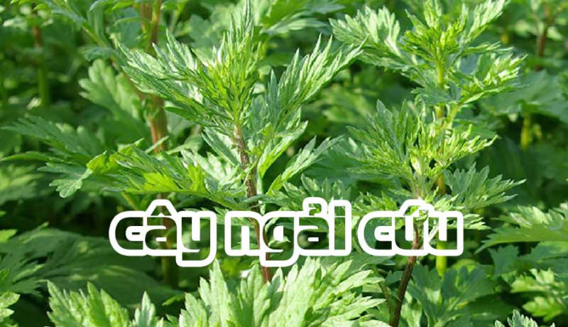 Bài thuốc chữa thoái hóa cột sống lưng an toàn hiệu quả