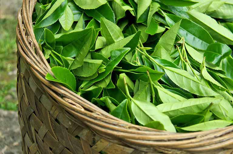 Lá chè xanh có tác dụng gì với sức khỏe con người