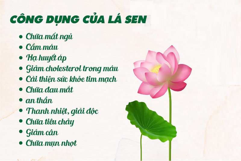 Lá sen có tác dụng gì với sức khỏe con người