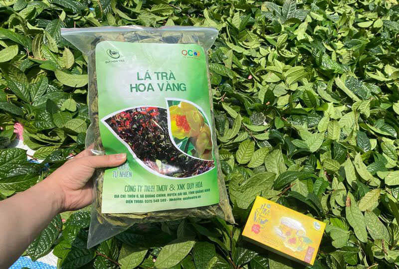 Lá trà hoa vàng có tác dụng gì với sức khỏe con người