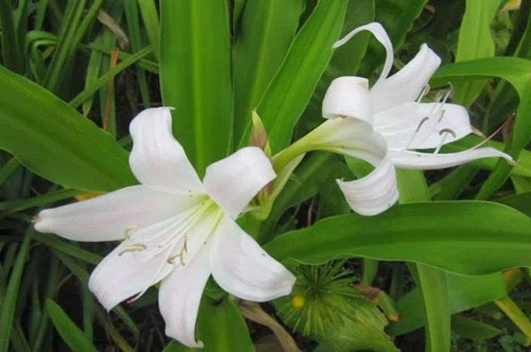 Lá trinh nữ hoàng cung có tác dụng gì với sức khỏe con người
