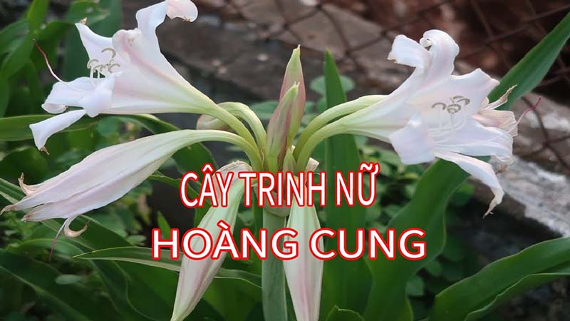 Lá trinh nữ hoàng cung có tác dụng gì với sức khỏe con người