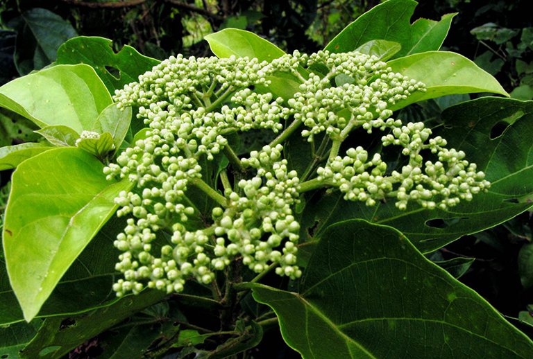 Lá vọng cách chữa bệnh gì