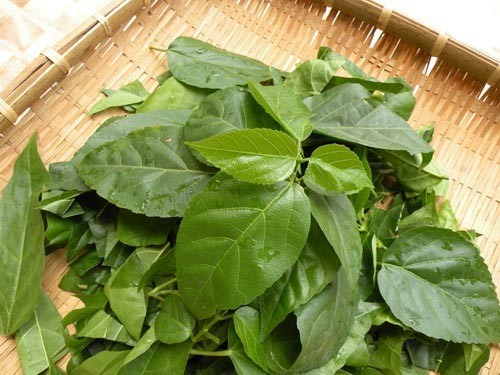 Lá vọng cách có tác dụng gì với sức khỏe con người