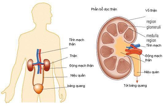 Nhiễm khuẩn đường tiết niệu ở phụ nữ là gì và cách phòng bệnh ra sao